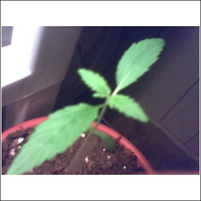 this one will turn out to be b e a utiful.