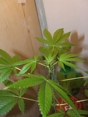 a little closer view of the top
