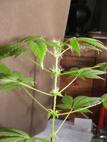 look at those pretty bud sites
