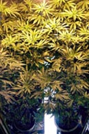 Total of 16 FEMALES, including 1 clone. I water them now about every 3 days, soil gets very dry. Notice the floros on the floor. I have added 3 sets of 4 foot floros to the under side to increase bushyness of plants. I have a total of 240 watts of light below and 400 watts of HPS above. The floros are mixed cool white and aquarium/plant bulbs, one of each in each set.

These babies are now 4 feet high off the ground. And we are just at the begining of flowering where they are supposed to almost double in height, reaching 7-8 foot tall plants? I almost hope not! Yea, your right, thats dumb, I do hope they grow that tall!!!!!!! peace