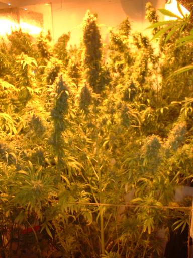 plants range in size from 4 to 5 foot tall 
