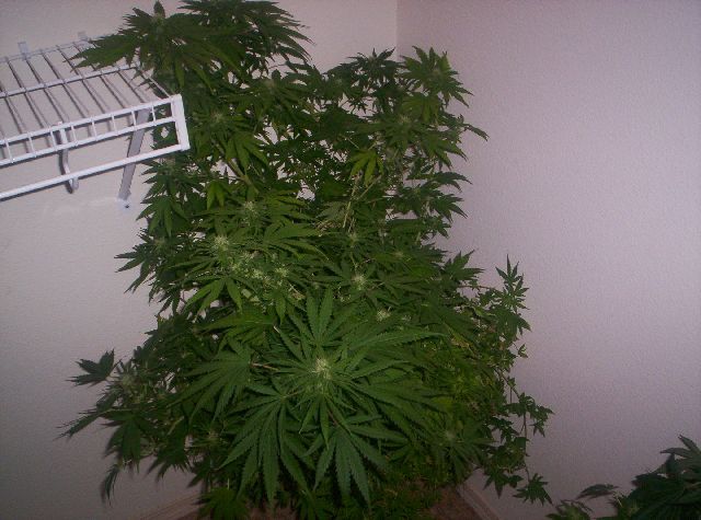 heres the hydro only.....big ya think?