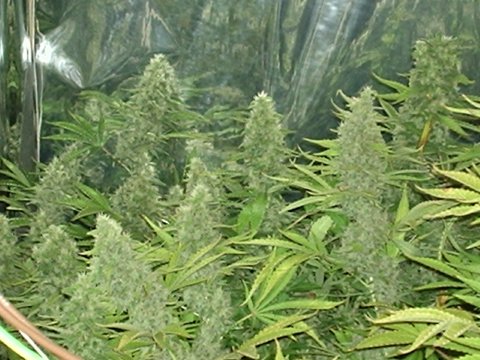 Close Up of some big Buds