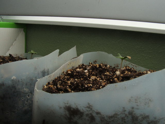 seedlings