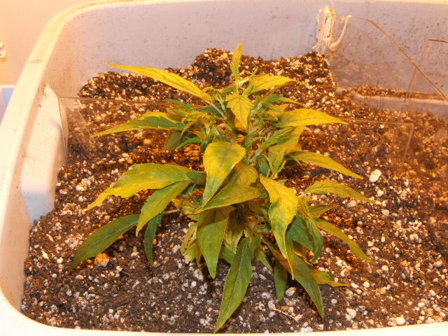 after transplant