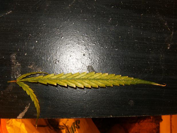 this is a leaf from midway up the plant, on the buds where it gets lots of light. anyone recognise what it is?