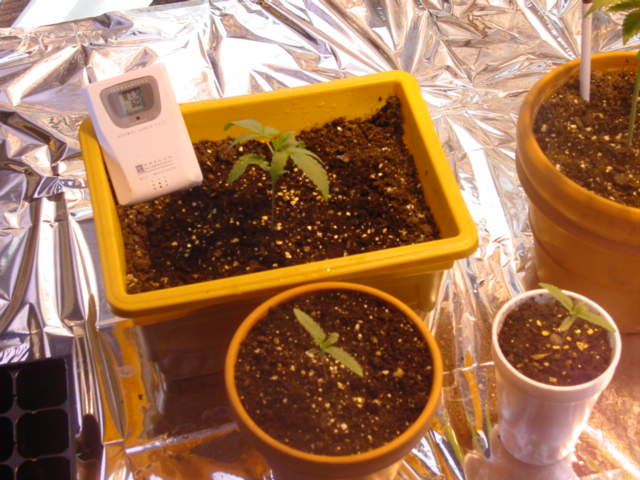 The 2 on the bottom were planted 3/1, the other is about a week older then those.