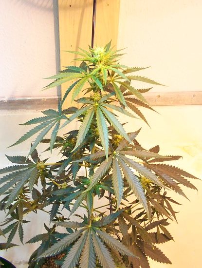 My favorite  indica dominate plant