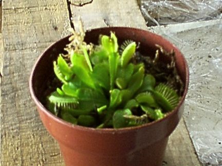 This is my venus fly trap.She'll be rooming with my plants during winter.