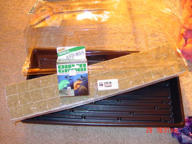 a humidity dome and tray,dip n grow or other root stimulator,a nail,your rockwool cubes (1.5x1.5x1),and razor blades.