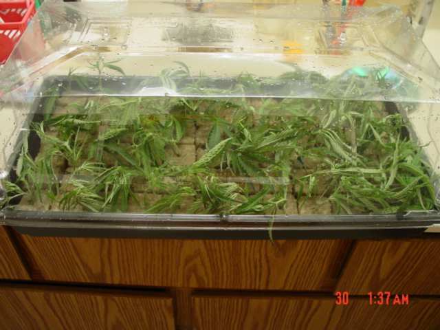 Now once you filled up your tray...slap the acrodome ontop of em...Don't spray em this is another important thing to do to make em root faster...and as a matter of fact your not gonna spray em at all...i know it is said by alot of growers to spray em atleast once a day, but trust me Don't spray em not even once...ina lil bit they make the dome foggy by their selves...and this will be enough humidity for em to perk up... 

The purpose of squeezing majority of the water out of the cubes and not spraying em, makes the cuttings have to force themselves to produce roots...if you keep the cube too wet and the cuttings misted daily...your actually spoiling em, so that they don't have to try that hard  FORCE THESE LIL BABIES INTO MATURITY!!! 

Don't trip of them wilting like this...it's normal...once you put the dome on they'll perk back up 
Don't use a seedling mat or it will dry the cubes very quickly...if your room stays 70-75 degrees.If it's colder use a seedling mat and don't shake out the cubes leave them fairly wet.Then put them under 24 hrs of FLOREScENT lighting placed just above the dome.