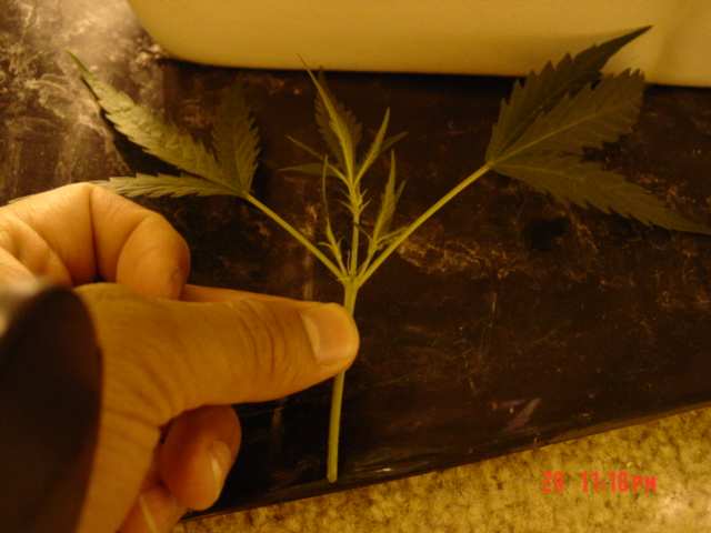 Now take your razor blade and cut a 45 degree angle at the bottom,and only leave 2 sets of leaves.Next skin the bottom 1.5 inches of the stem very carefully....just remove the skin