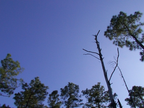 this is the area above the plot