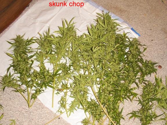 chopped all plants down early and will use the last 3 for hash.