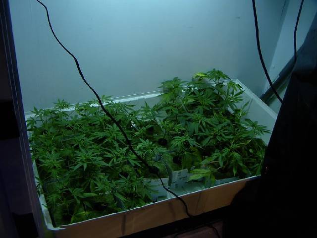 This is a simple NFT way to house many clones while I am waiting to put them into buckets