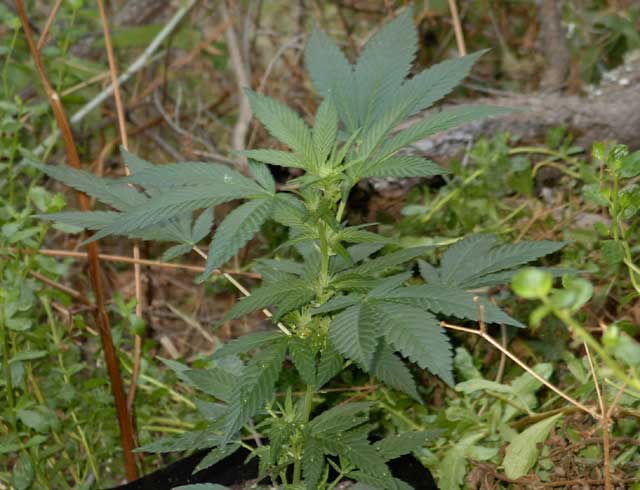 skunk#1 clone starting to flower