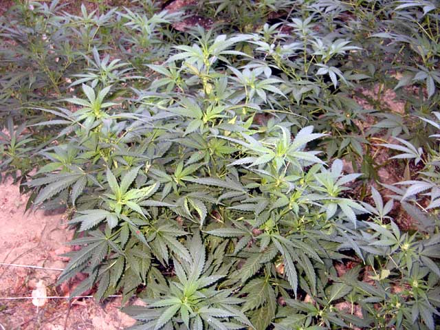 the budding sites are really close on this skunk lady