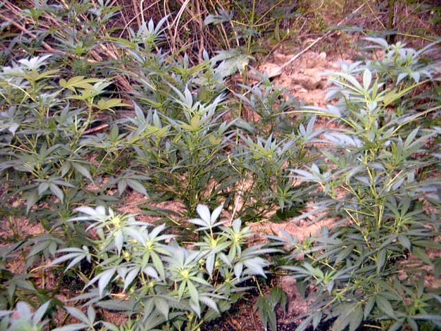 the jacks seem to be flowering quicker than the skunks