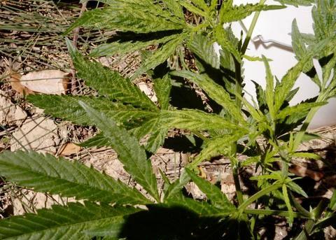 this one strain hassan is not happy outdoors whats wrong