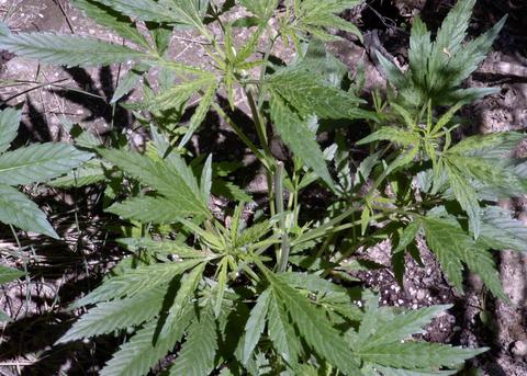 why is this the only strain not happy