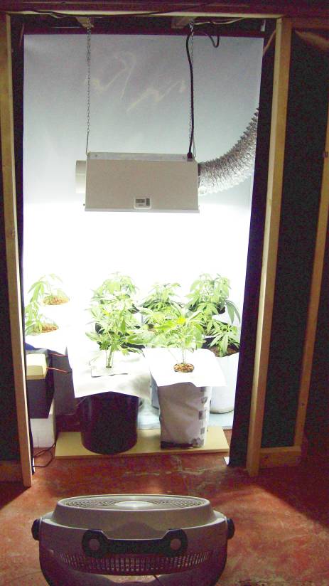 Change in plans. I built a 4x4.5 space, and decided to fill it. I have 11 bag seed plants. 10 from 1 mother and 1 from another, and I now added 2 white rhinos.