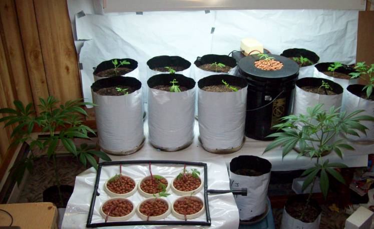 Mothers and daughters. Almost time to break out the 400 watt MH for a couple weeks.