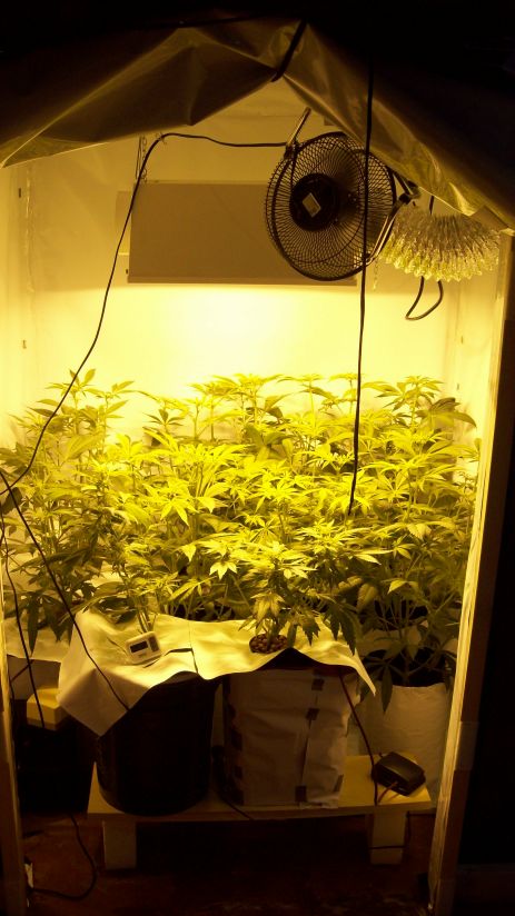 17 days into flowering. Gonna be a good harvest.