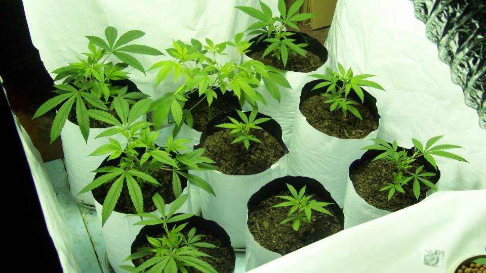 These bitches are growin' fast now that I got my PH normal. I took my smallest clone out to 