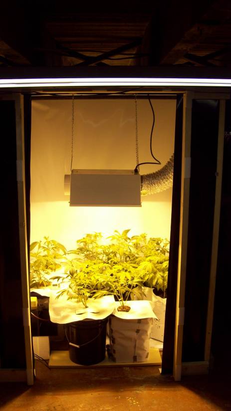End of week 1. I trimmed eveything up, taking off the lower branches on only my soil plants.
