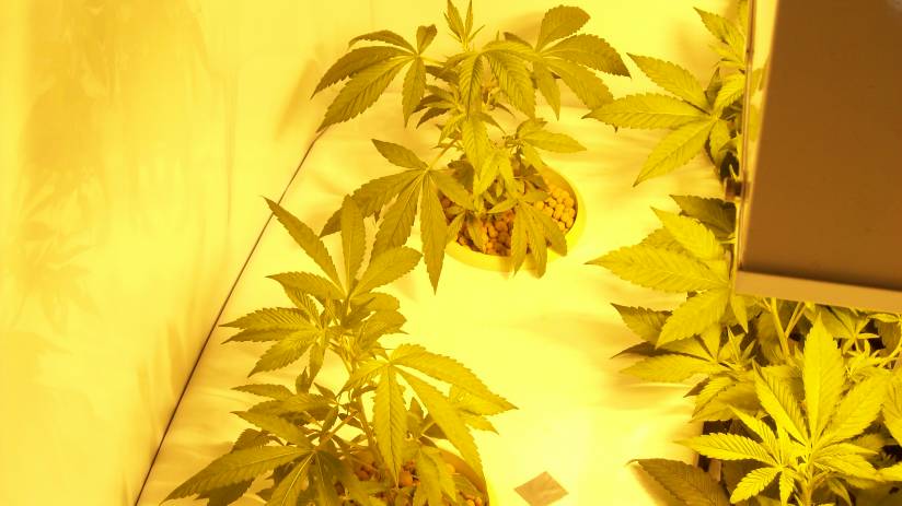 Hydro plants. Micro jets are being used inside the tub.