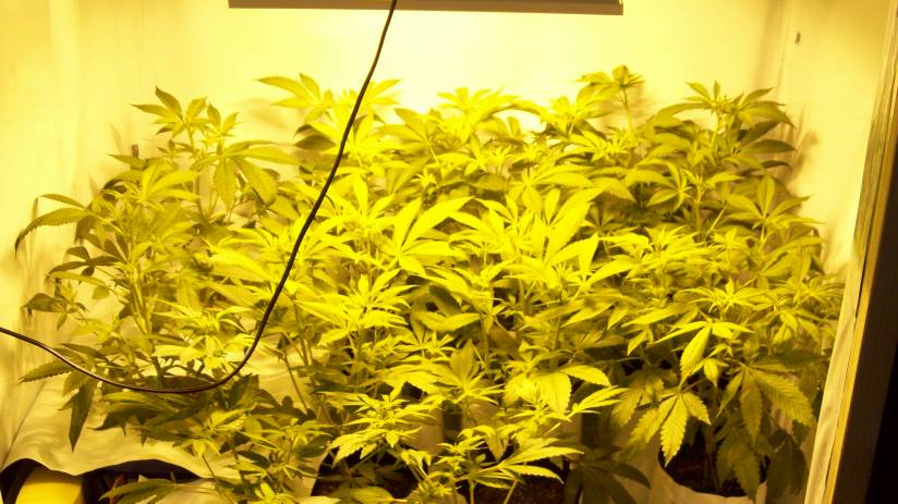The whole sha-bang! 11 days into flower. Looking good!