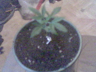 15 days now into tha plants life shes looking better an bigger everyday 