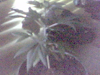 tha flowers are starting to branch out cant wait til it turns into bud 