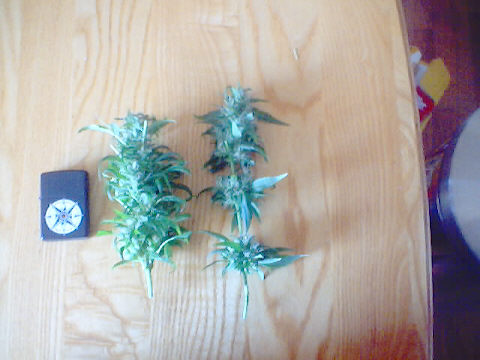 these two buds just picked weighed half ounce each.