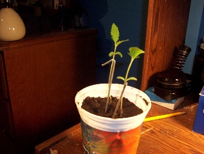 these are two plants i have they are about 4.5 inches tall. andyes i keep them on my desk all day