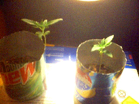A close-up of plant at 1 week.