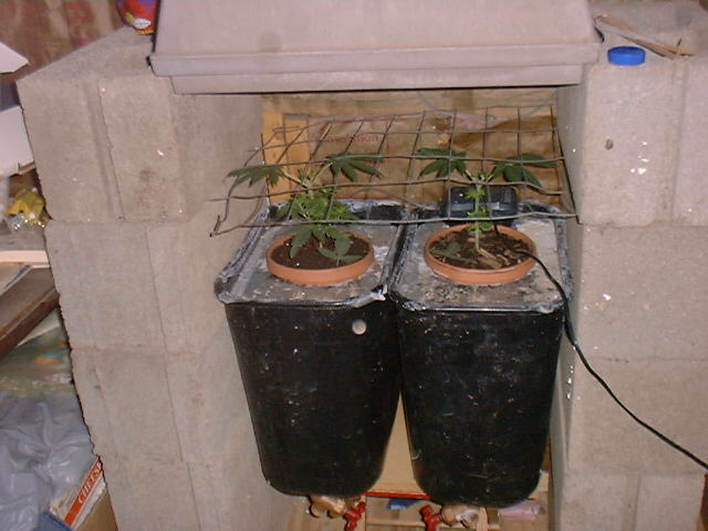 This is my 2 bubblers! I plan on doing them SCROG, to get more medicine!