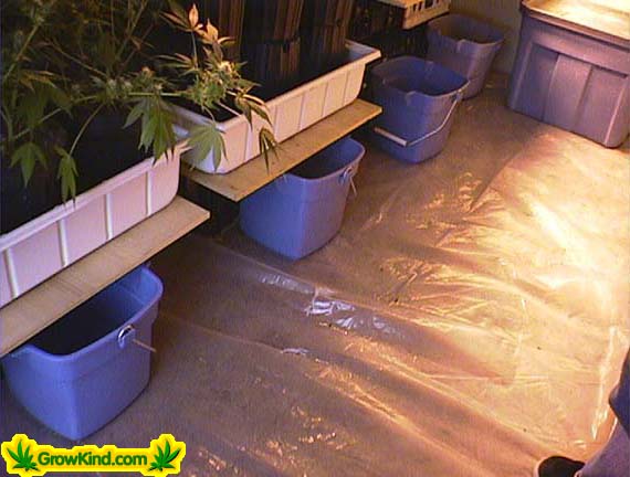 This grow room is kept spotless. This helps avoid pests.