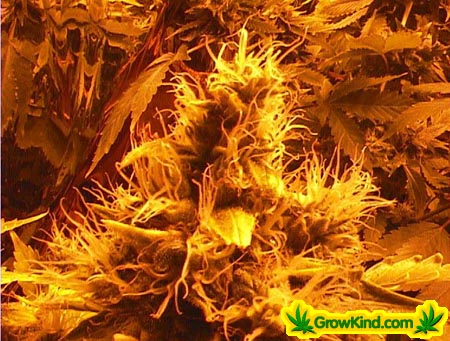 Another nice bud.