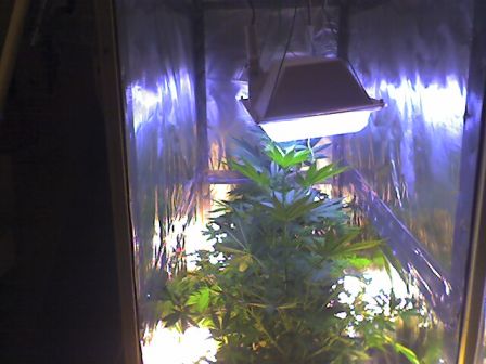 Another good pic...  This is 2 weeks into flowering (as a reminder)