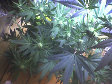 Here you can clearly see a number of buds forming