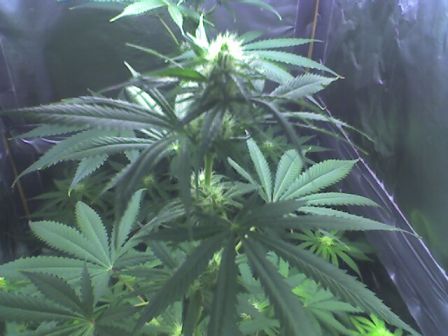 Here's a blurry shot of the bud.  They're coming along nicely...