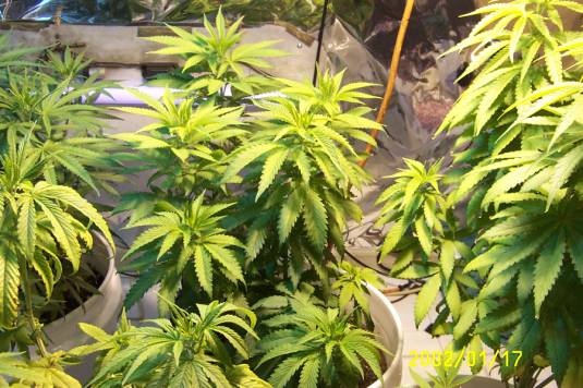 Now looking at these I think they may be indica.