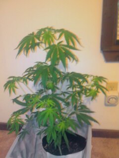 its a little droopy cuz I watered a bit to much today