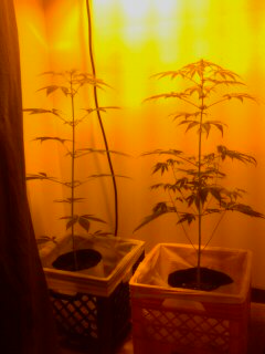 I had one take a turn for the worst when I accidently over watered it so with all the stress we had to put her out of her misery