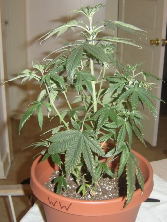 White Widow. The only one. PLEASE BE A LADY!