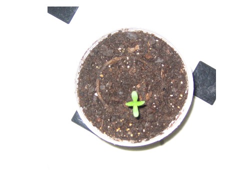 This is an arial veiw of plant number two- day 6