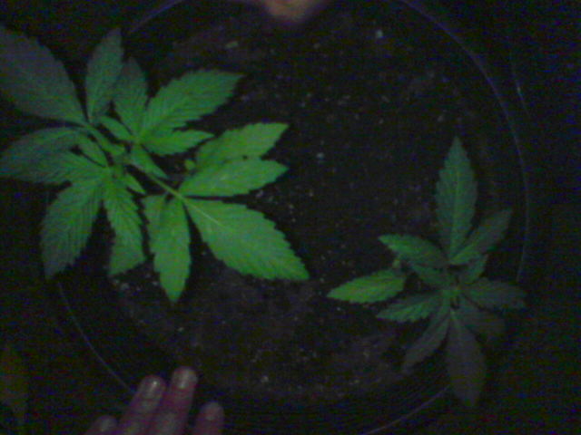 Cathleen and Sarah still smaller but gaining. Indica is what im leaning towards for them as well as Violet and Eva here.