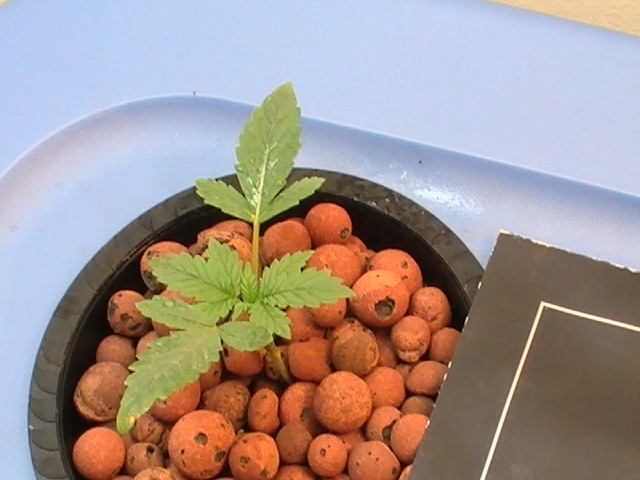 seed was planted at the same time as 1st plant, took a long time to germ.