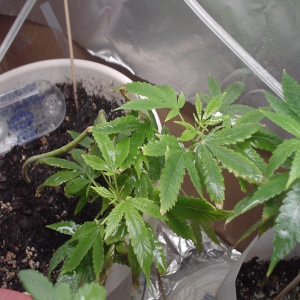 Here I tried to super crop and tie plant three down to see what is going to happen when I flower her.  Wish me luck.